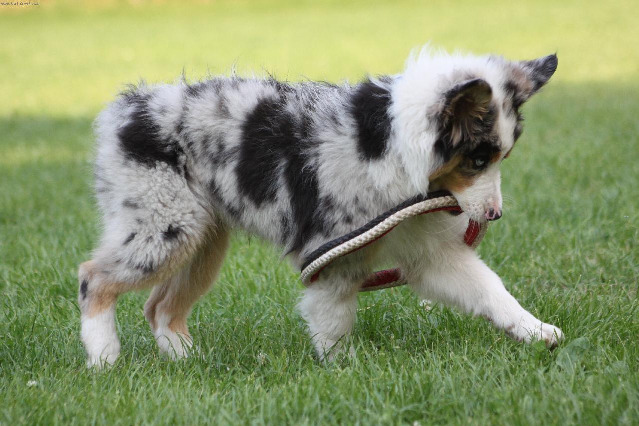 Foto: Australsk� ov��k-t��m�s��n� Artorius Castus King Gitaron