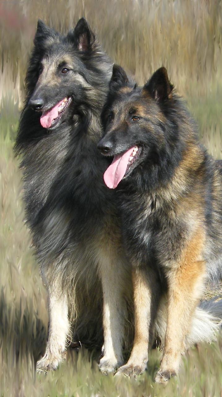 Foto: Milenci z roku 2010 (nebo 1)-pes Uzi -fena Anny, jejich svatebn� foto.