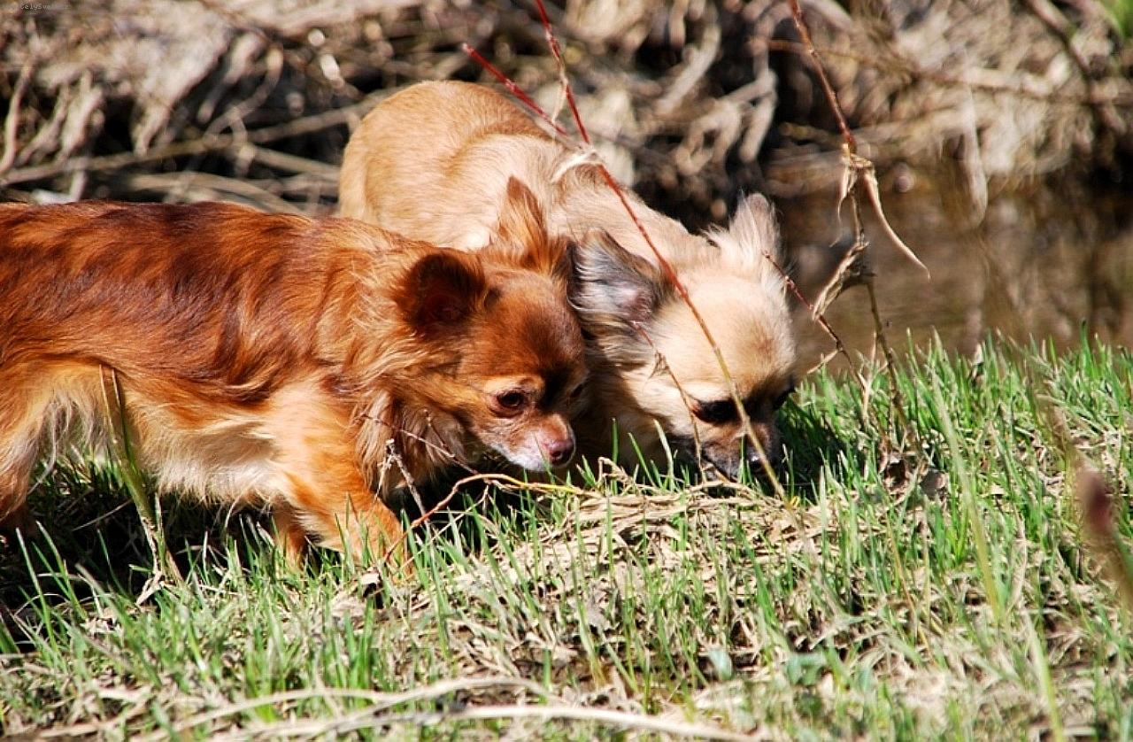 Foto: �ivavy z Jant�rovej cesty-Cassiopeia Space bauty a CH. Celestine Jolly Pixie - chovate�sk� stanica �iv�v z Jant�rovej cesty