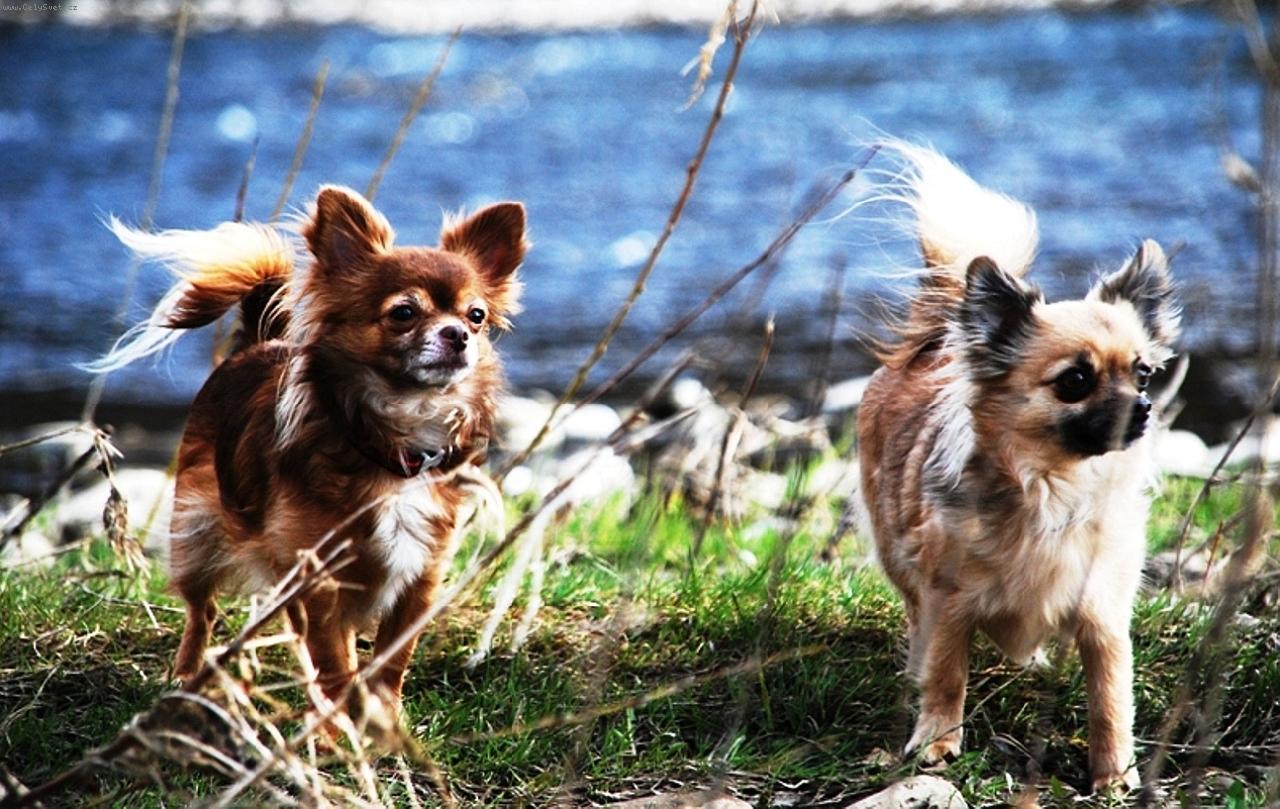 Foto: �ivavy Cassiopeia a Celestine (Sisi)-Chovate�sk� stanica plemena �ivava - chihuahua z Jant�rovej cesty