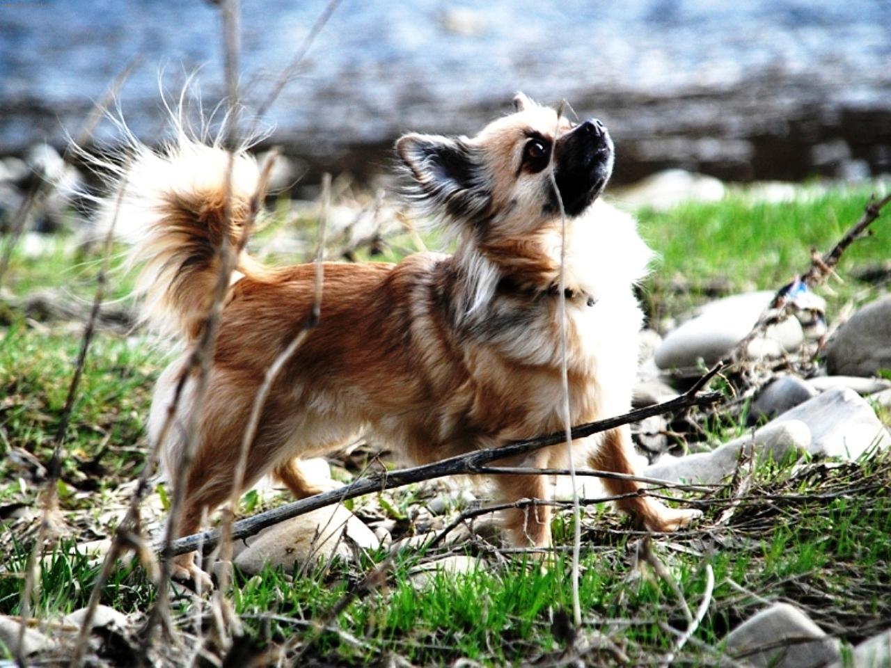 Foto: �ivava Sisi - Celestine Jolly Pixie-Chovate�sk� stanica plemena �ivava - chihuahua z Jant�rovej cesty