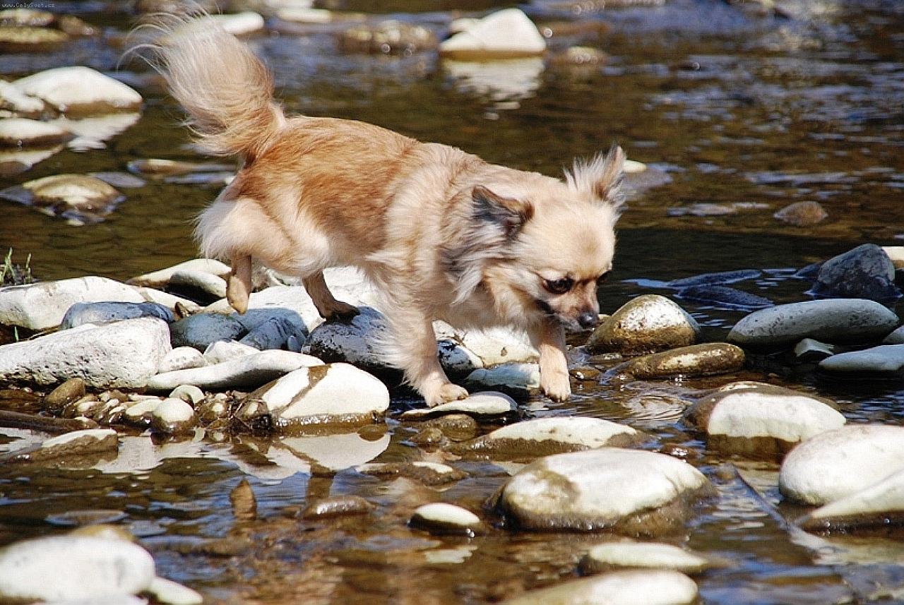 Foto: �ivava Celestine Jolly Pixie-Celestine alias Sisi - chovate�sk� stanica plemena �ivava z Jant�rovej cesty