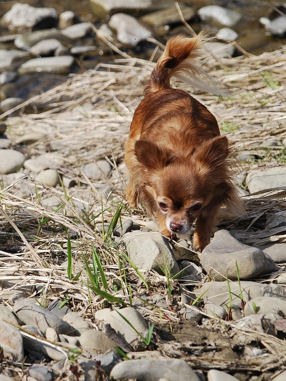Foto: �ivava Cassiopeia Space beauty-majite�- chovate�sk� stanica plemena �ivava