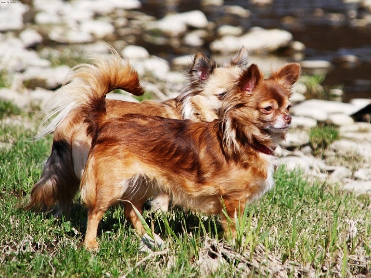 Foto: �ivava - chihuahua Cassiopeia Space beauty-Chovate�sk� stanica plemena �ivava - chihuahua z Jant�rovej cesty