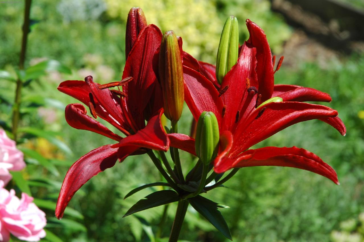 Foto: lilie-lilie �erven�