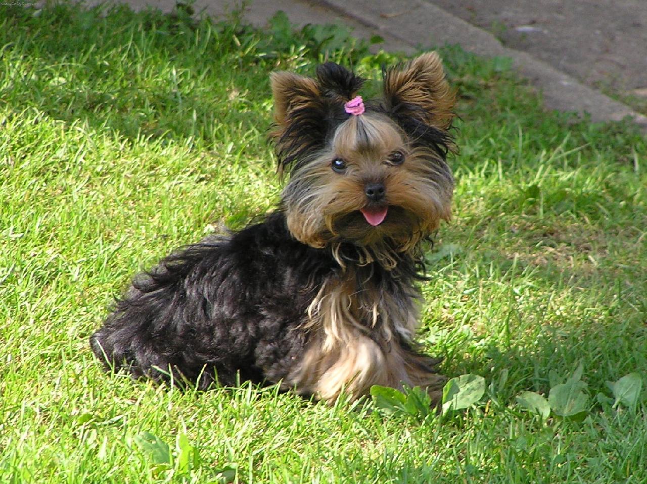 Foto: Jessie - jako ps� modelka