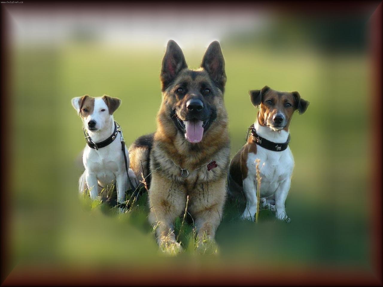 Foto: Rosey z Jirkova-Robin,Rosey z Jirkova a F�ma  i velk� pes kamar�d� s prckama .-)