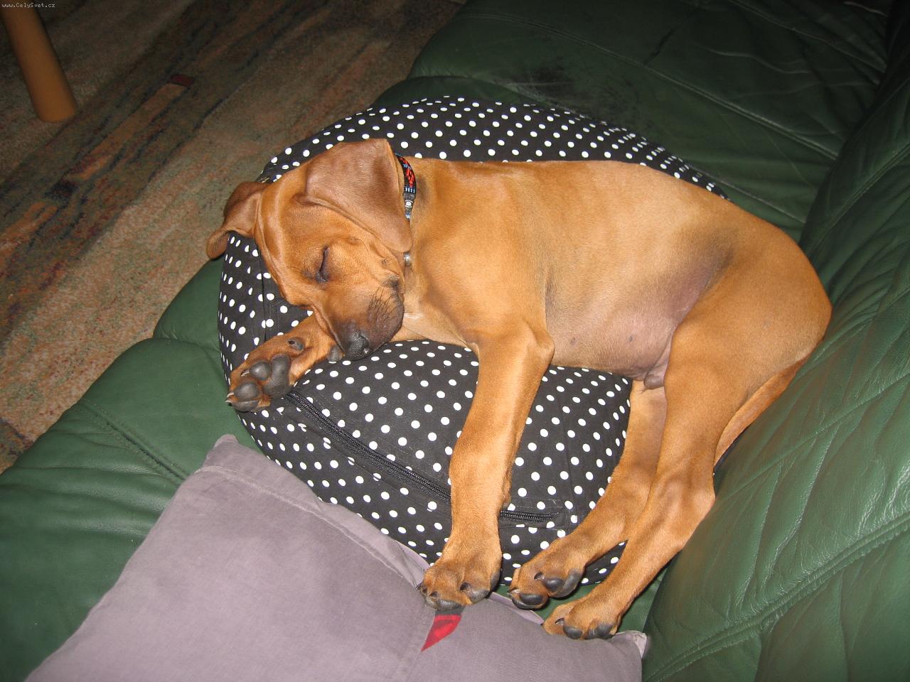 Foto: Gucci Kibo Libami-jsem mal�, ale u� v�m, kde je moje m�sto