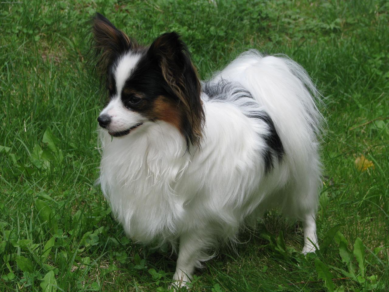 Foto: jacoby Porubsk� kv�t 10 m�s�c�