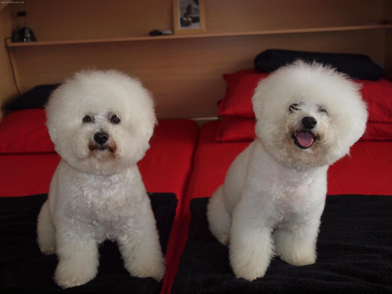 Foto: A je n�m dob�e.-Dami�ek a Bi�onek po st�ih�ni.