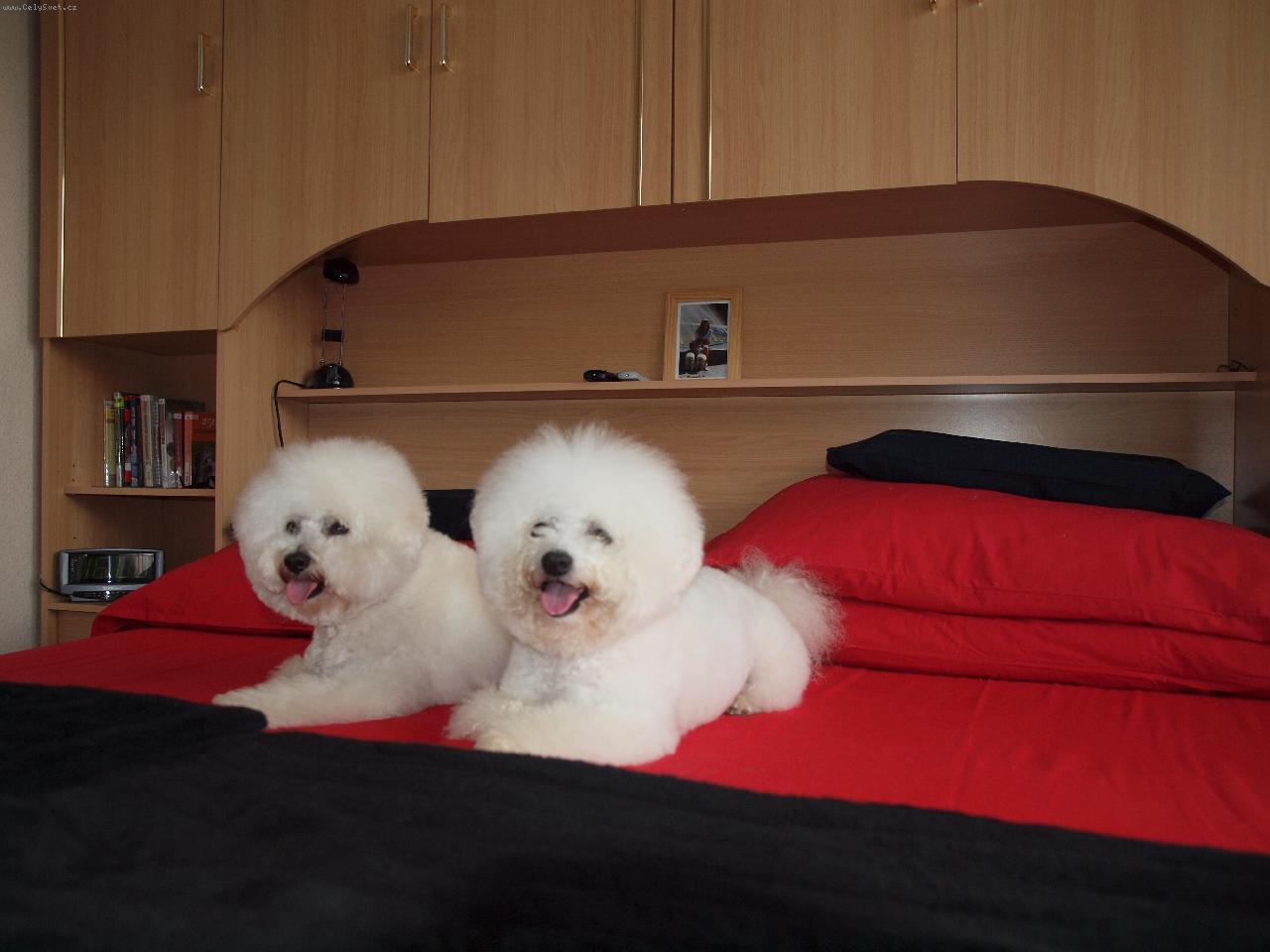 Foto: A je n�m dob�e.-Dami�ek a Bi�onek po st�ih�ni.