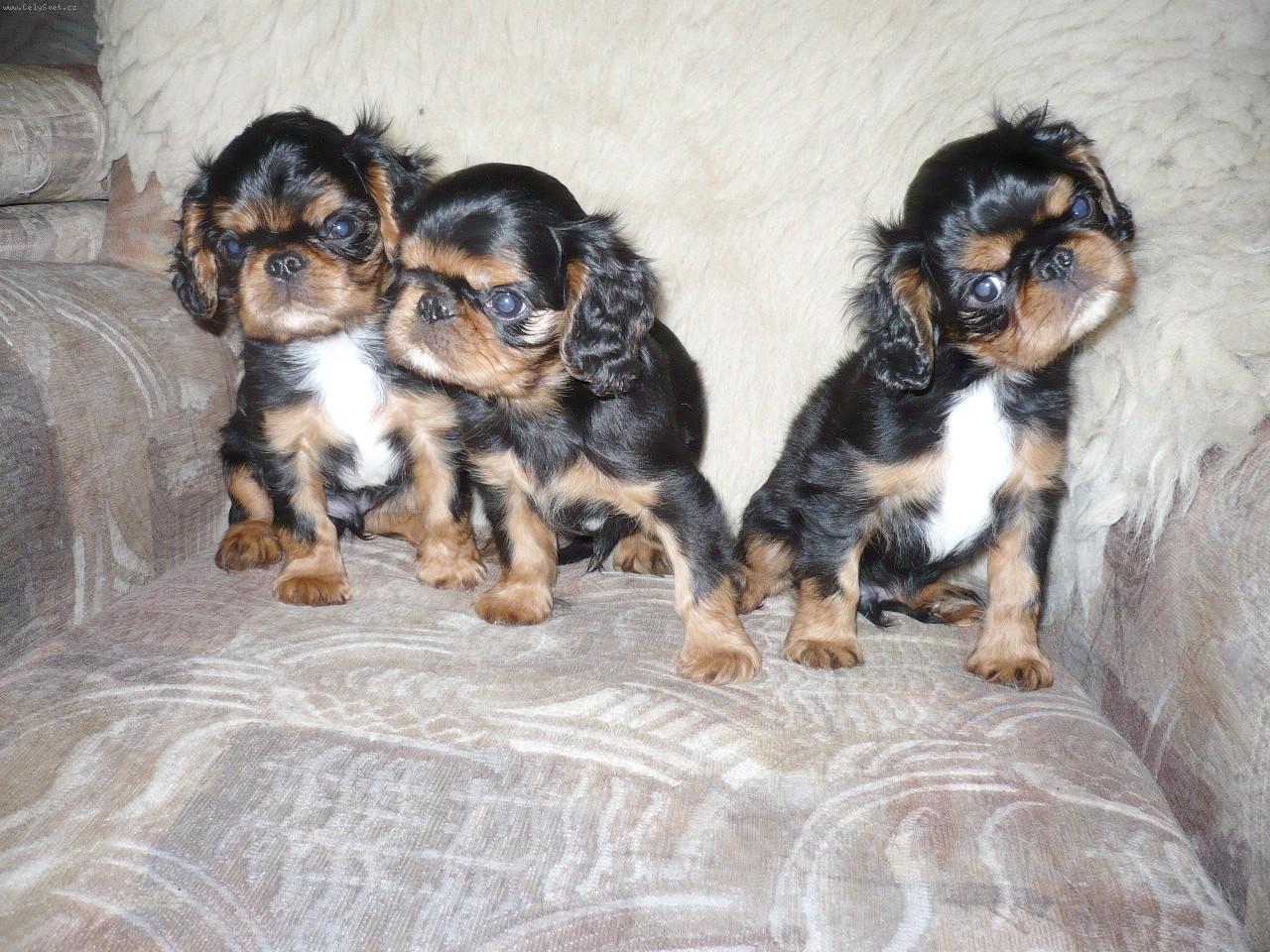 Foto: �t��ata-�t���tka King� v barv� BLACK AND TAN ve v�ku 7 t�dn�