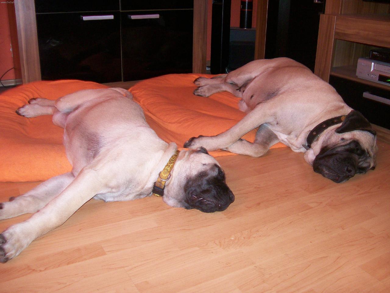 Foto: P����-je chv�li klid.-Mastifov� jsou prost� brou�ci.