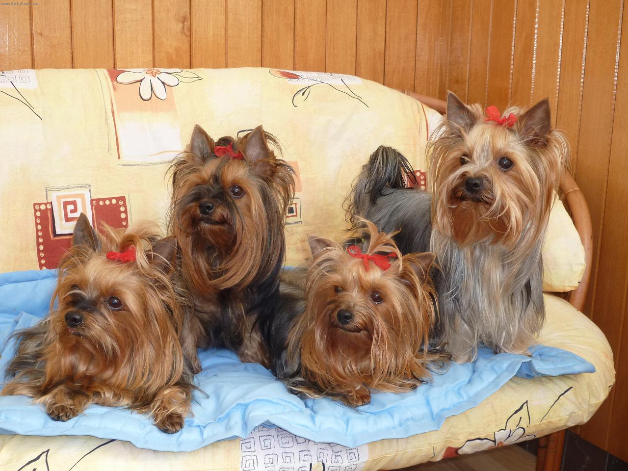 Foto: Na�e sme�ka.-Nejrad�ji odpo��v�me na k�esle.