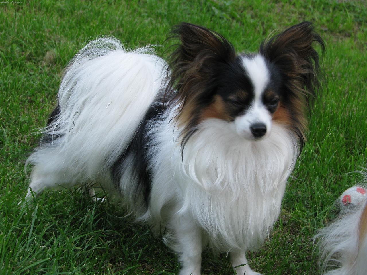 Foto: Jacoby Porubsk� kv�t 11 m�s�c�-Jacoby Porubsk� kv�t