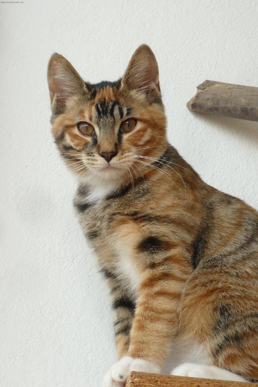 Foto: kurilsk� bobtail kr�tkosrst�-Dotty aksarah bhutani*cz