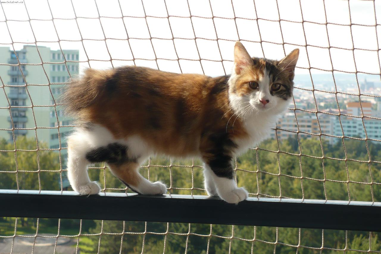 Foto: DAYTONA Aksarah bhutani,cz-Kurilsk�  bobtail dlouhosrst�