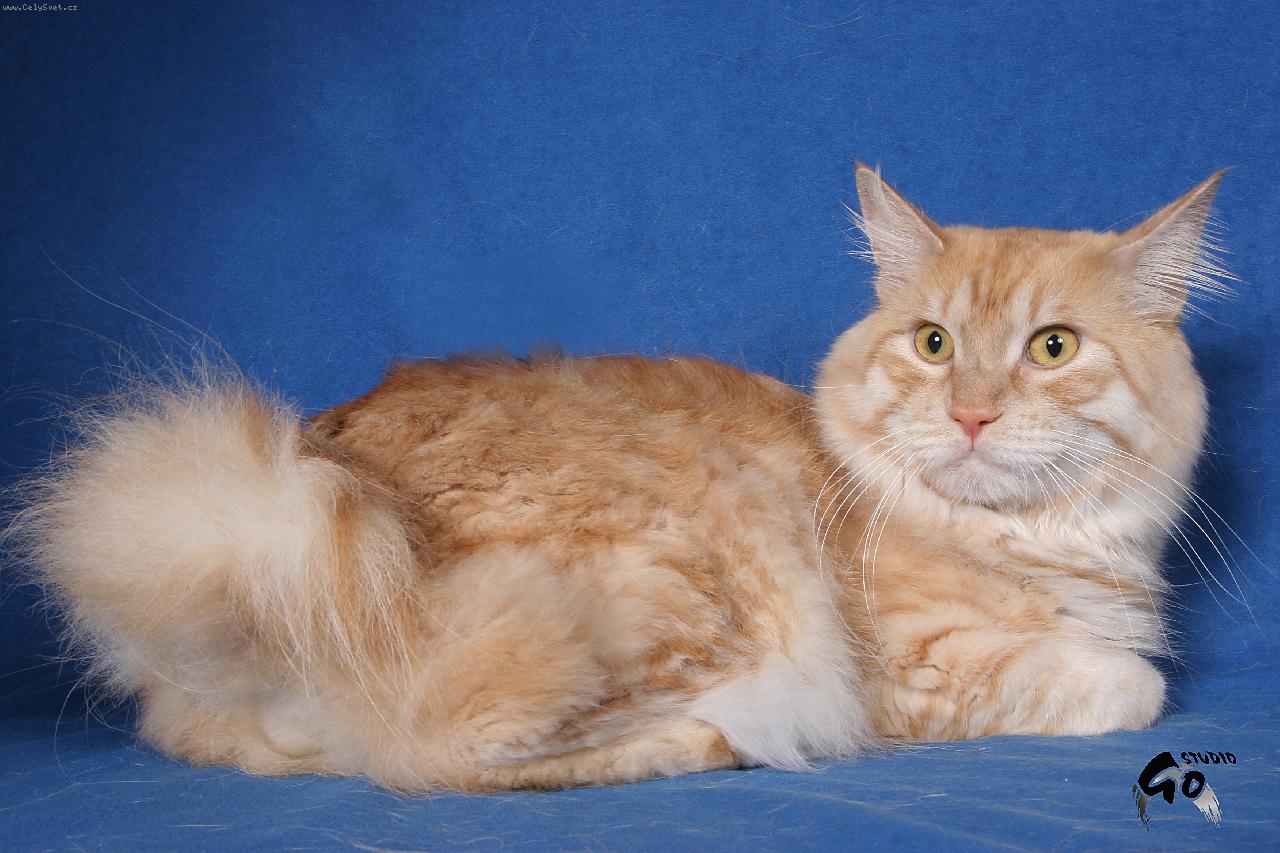 Foto: Michael Matua,cz-Kurilsk�  bobtail dlouhosrst�