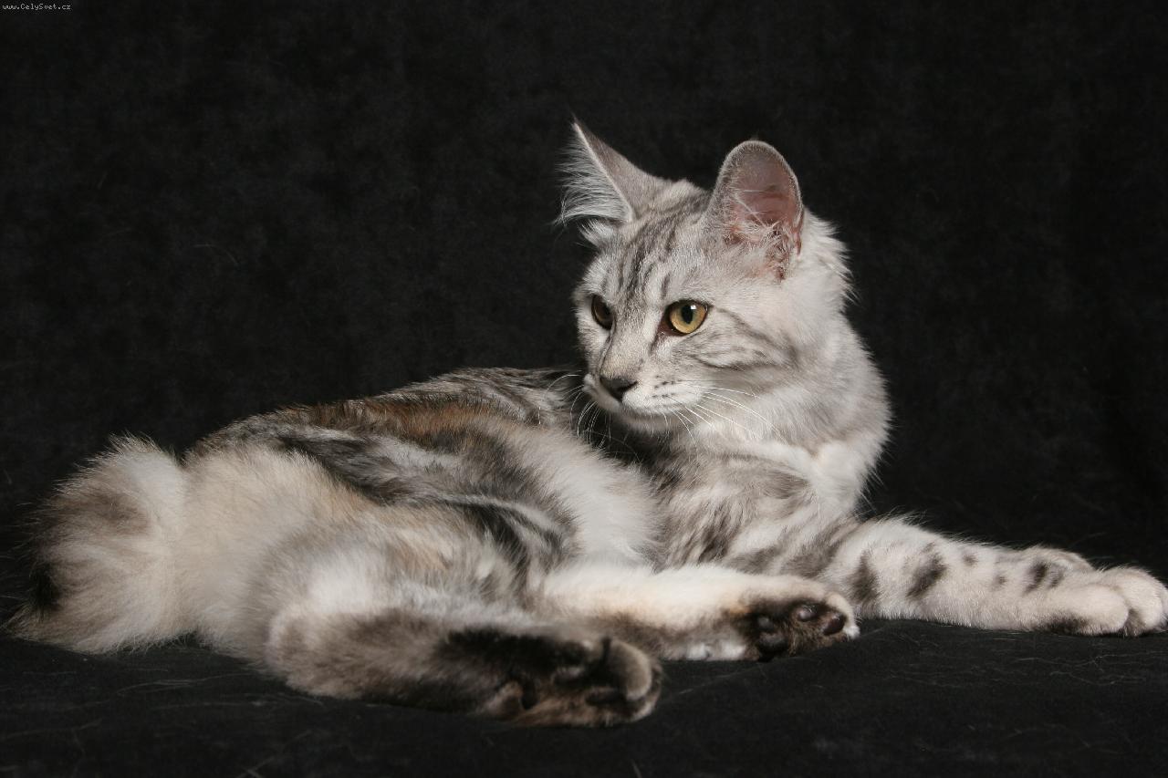 Foto: DK*Amoritos over the Rainbow-Kurilsk�  bobtail dlouhosrst� KBL fs 22