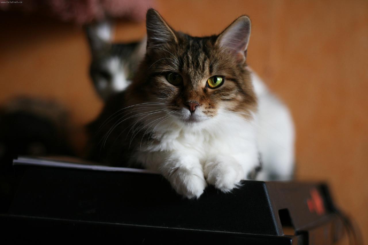 Foto: JIL-Kurilsk�  bobtail dlouhosrst� KBL n 03 22