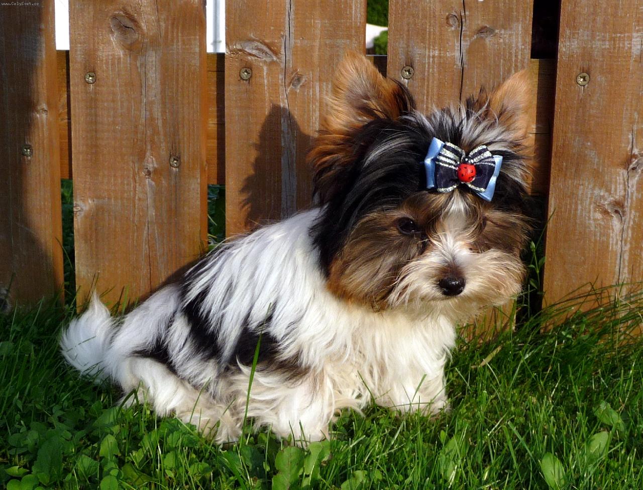 Foto: Elliot �t�n�