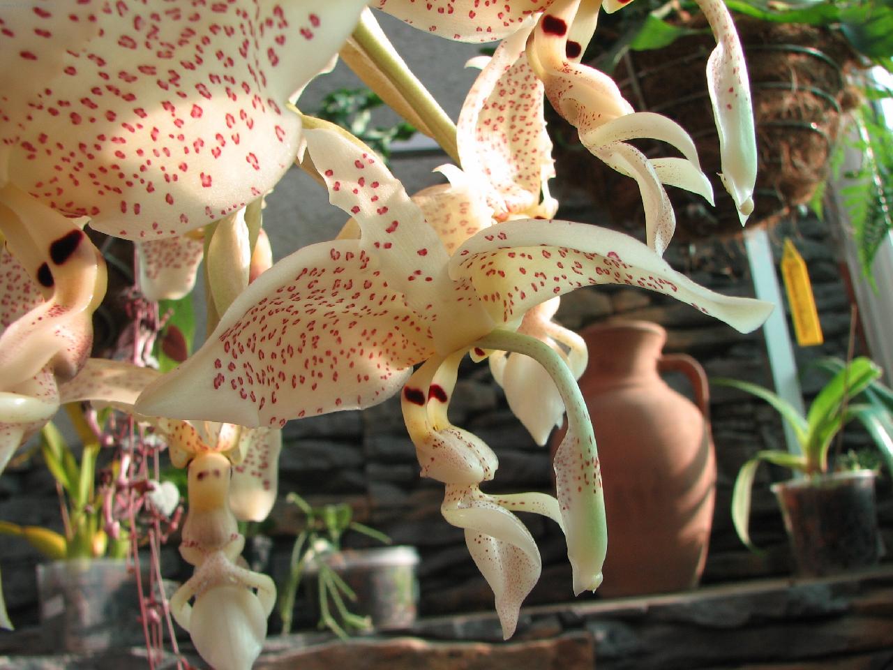Foto: Stanhopea costaricensis