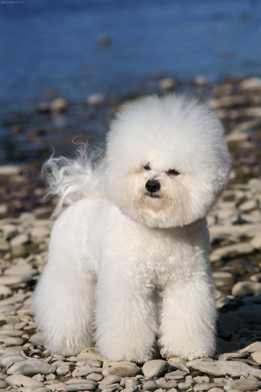 Foto: UBERRIMA FIDES Charnett