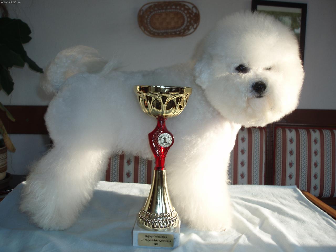 Foto: Abigail Sn�hov� obl��ek-11.9.2010 Liberec V 1, Nejlep�� mlad� fena.