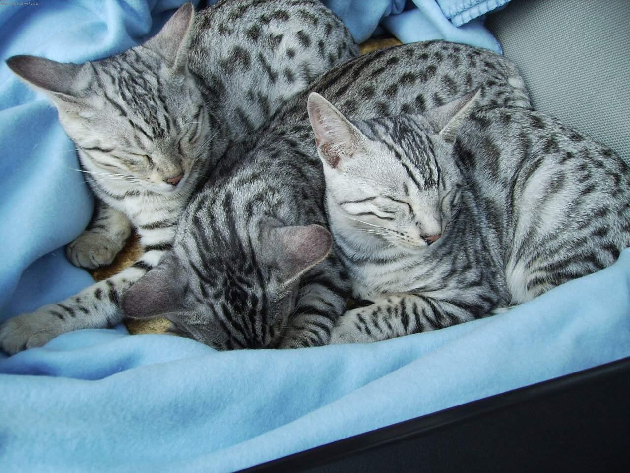 Foto: Br�kov�-Odpoledn� siesta.