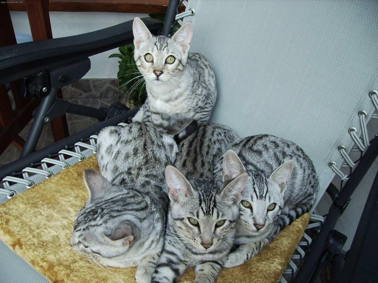 Foto: Beng�lsk� ko�ka- st��brn�-Br�kov�.