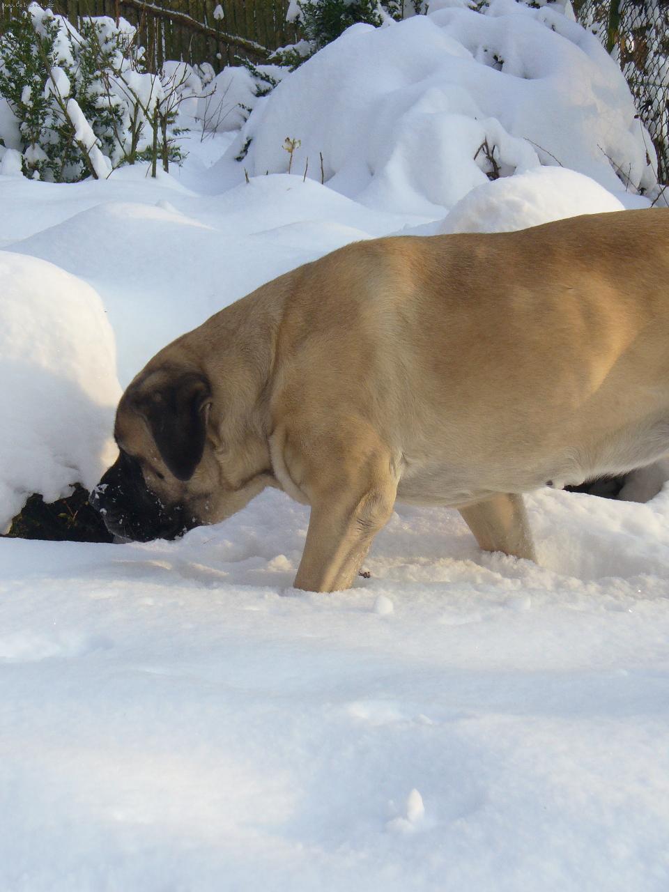 Foto: Babeta od P��bora-6 let� fena