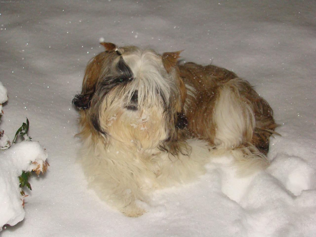 Foto: Tohle nen� ledn� medv�d-Lentilka a sn�h