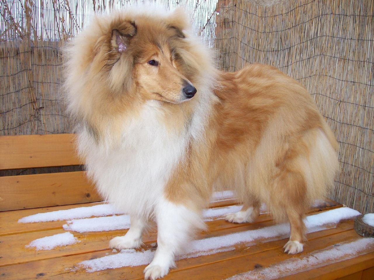 Foto: Daphne z Jasm�nov�ch hor-Tak tohle je moje Dafynka mil��ek s PP