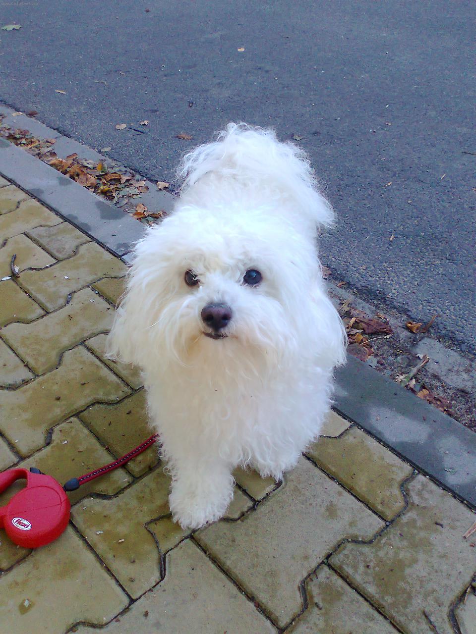 Foto: Lilly-fenka Bolo�sk�ho ps�ka Lilly