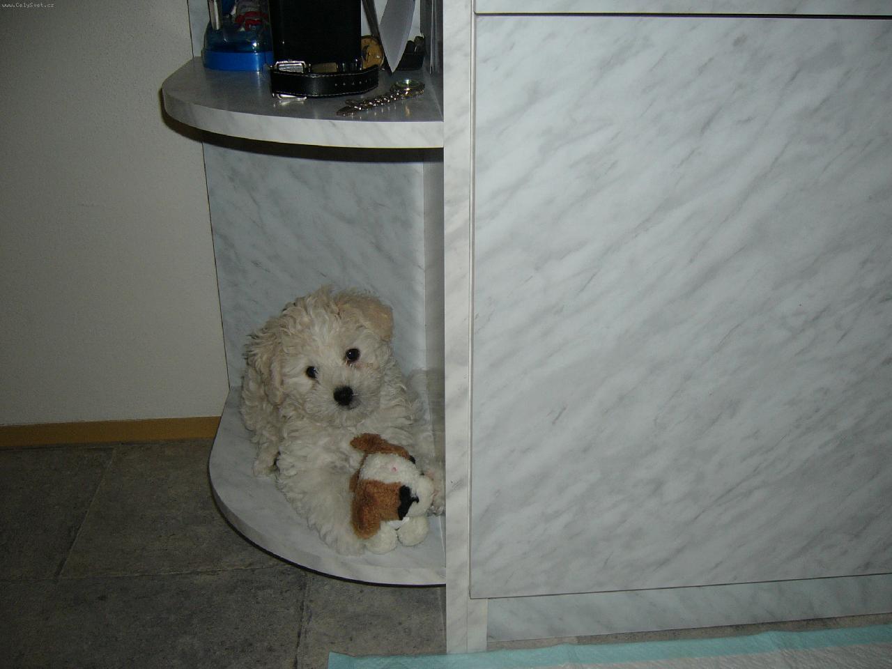 Foto: Lilly- v nov�m domov�