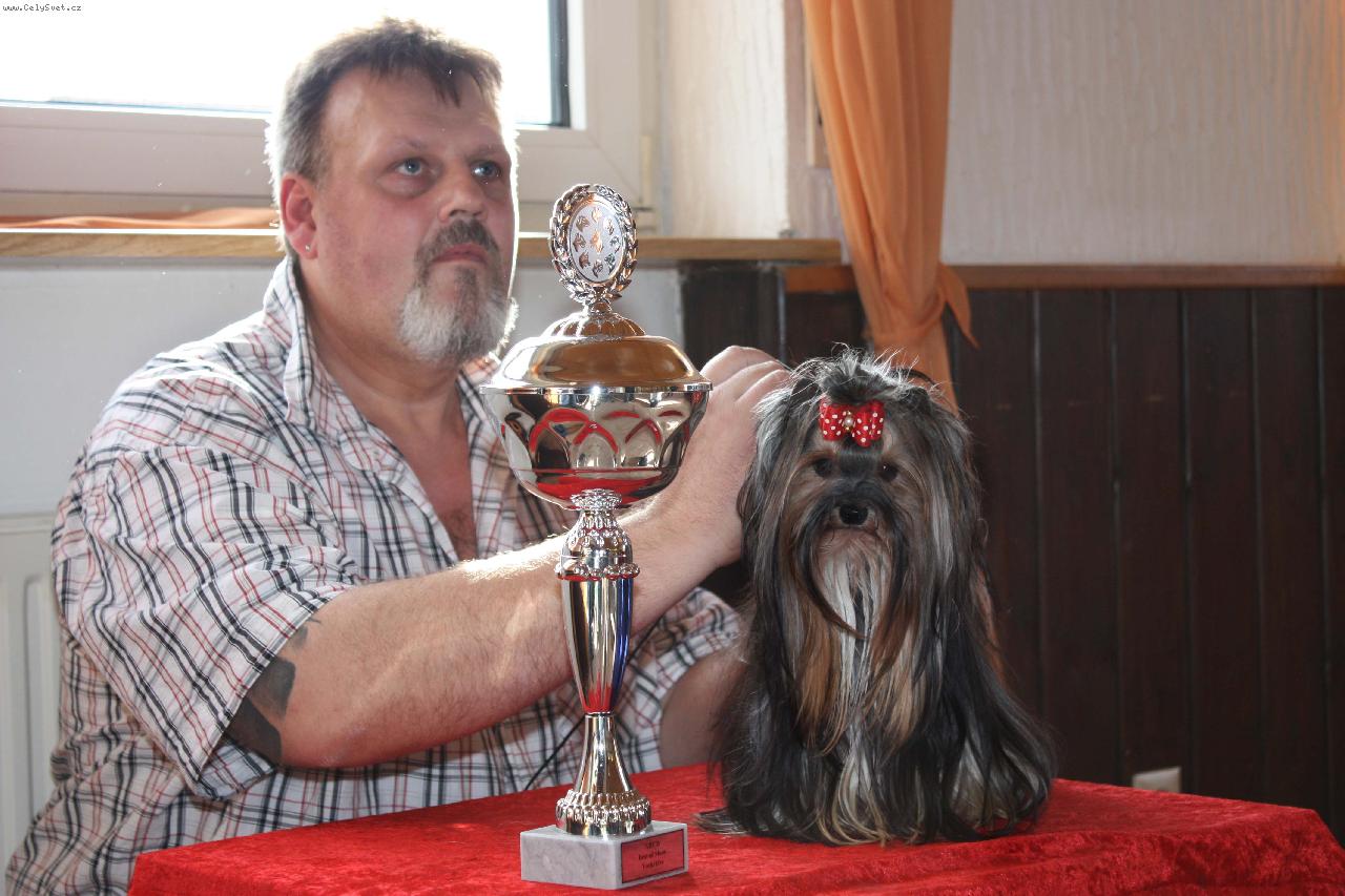 Foto: Afrodita Wild Girl-Lover�s knot -yorkshire terrier F1 biewer carrier