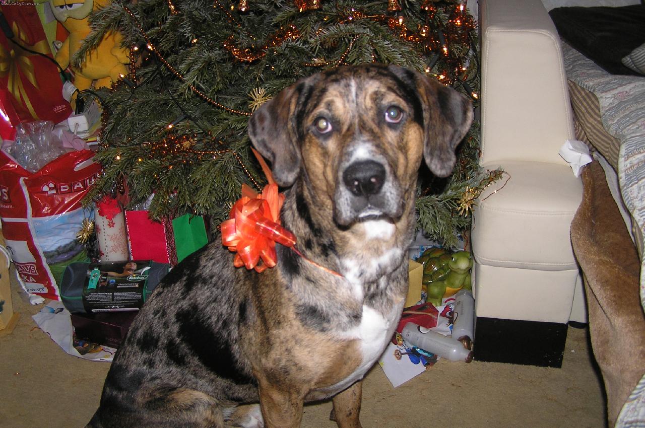 Foto: Luisiana (Luiza)-Luisiana *1.2.2010 p�ivezen� z �tulku