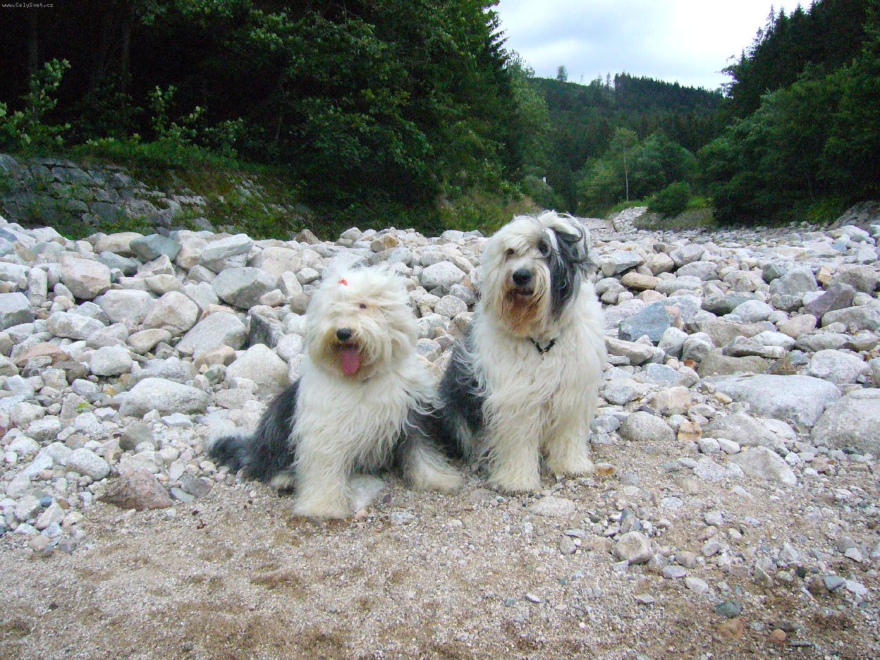 Foto: Bambi Carlie-Bob�ci u Labe