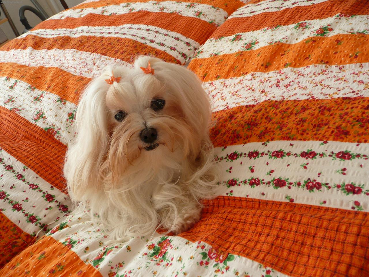 Foto: malt�z��ek fenka Jessinka-na�e 3 let� malt�za�ka Jessi v posteli