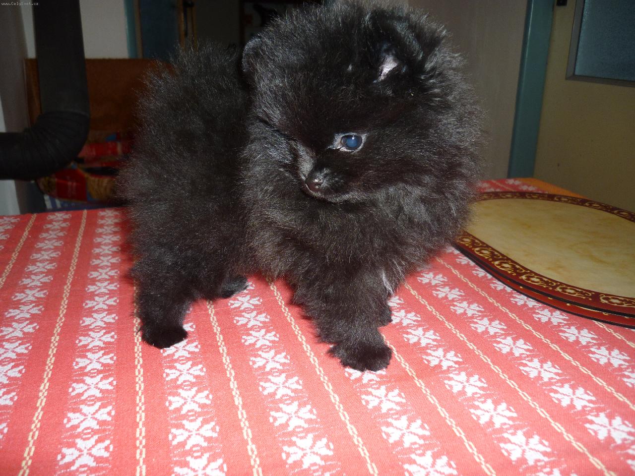 Foto: �T�N� POMERANIAN-BABY KET POM ORAN�OV� KULI�KA