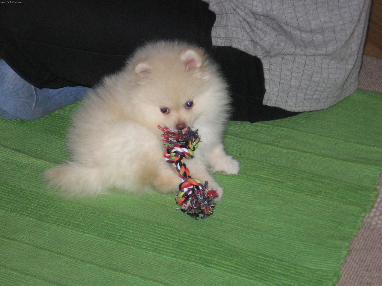 Foto: �t�n� pomeranian-Bibi Ket pom oran�ov� kuli�ka