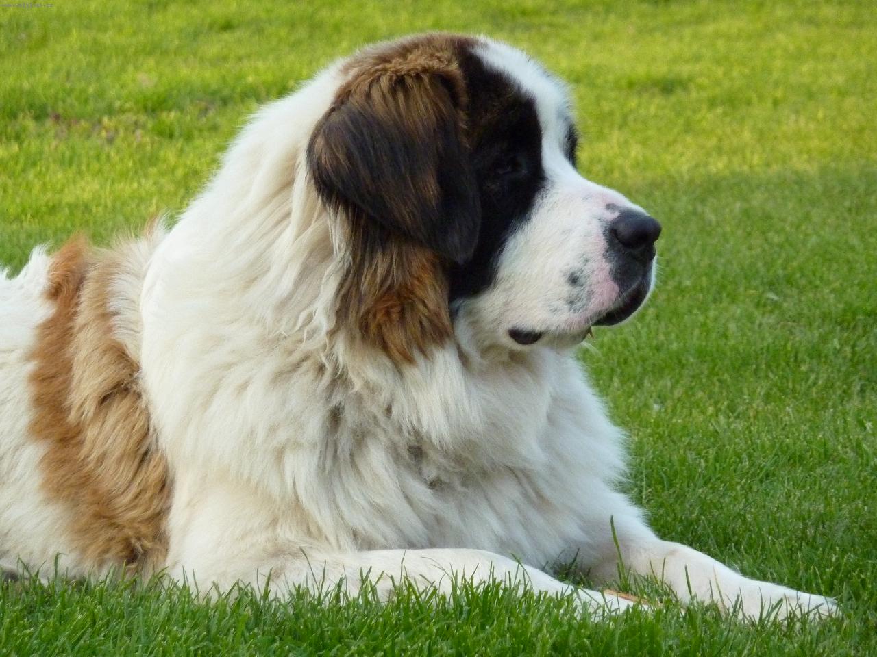 Foto: Carevna Anastazie Z rodu Romanovc�-Fena MSP Anastazie ve v�ku 15 m�s�c�