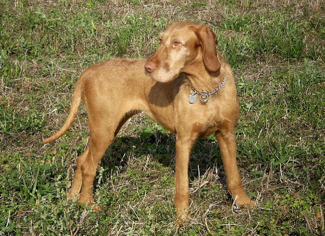 Foto: Galamb Z�ldm�li