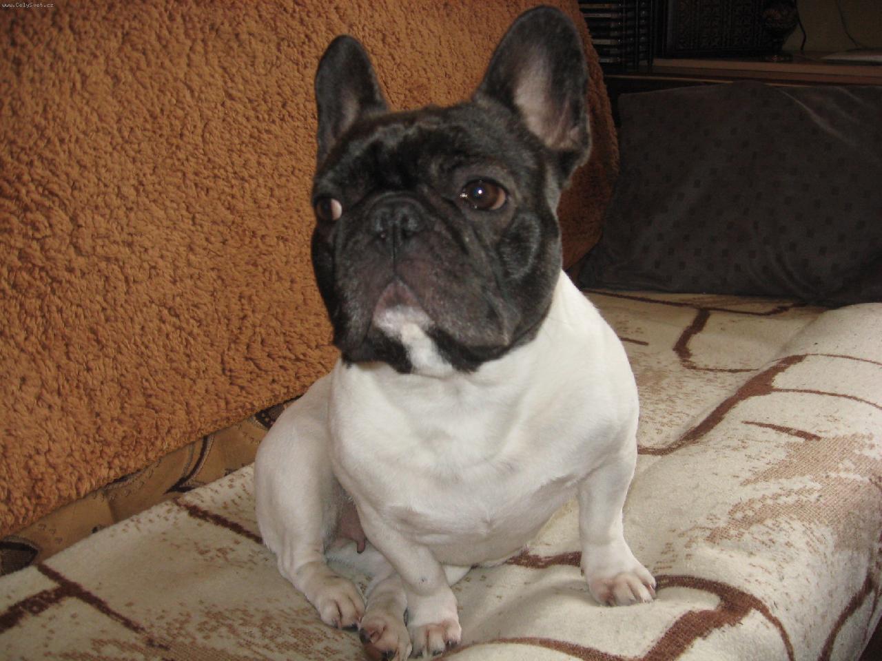 Foto: Andulka z D��iny-Sed�m , a p�em��l�m