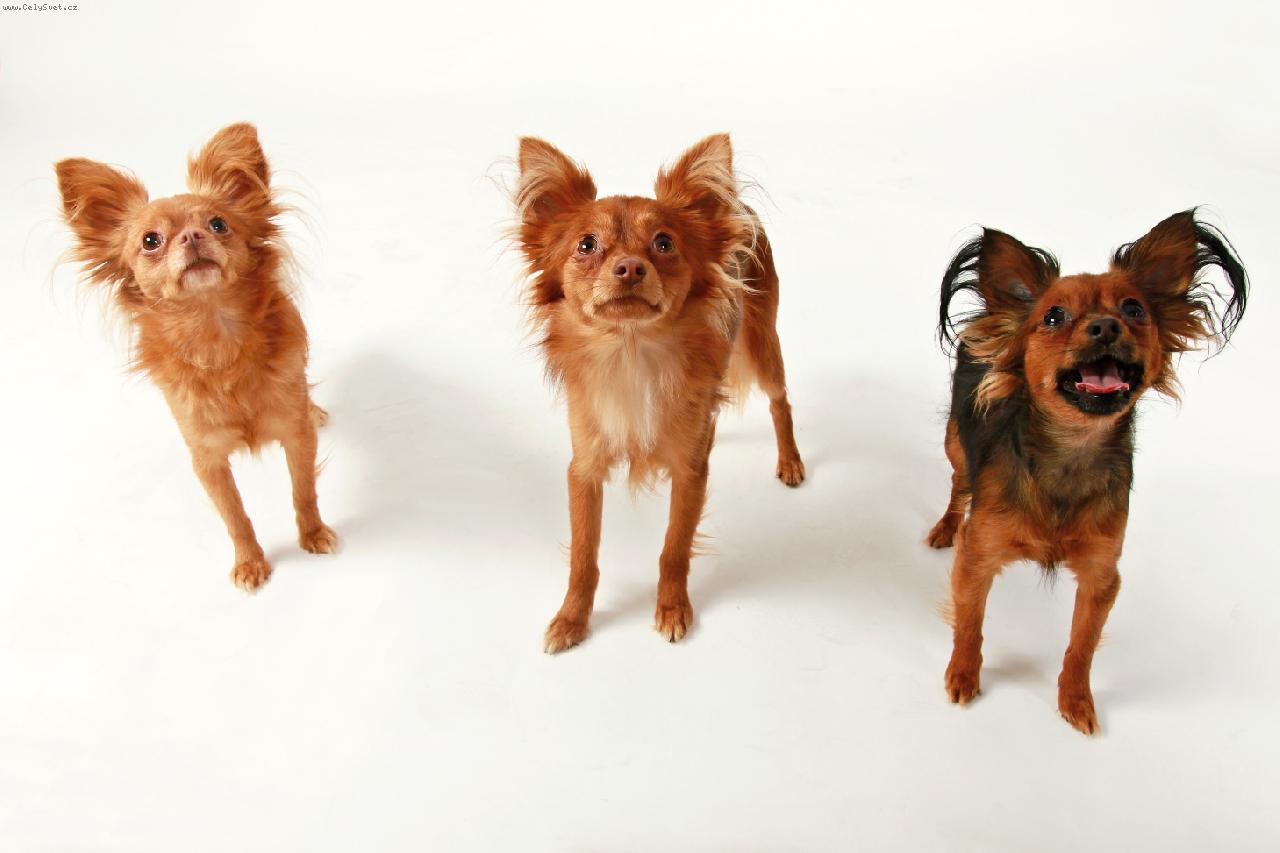 Foto: Moje trio-Rusk� toy