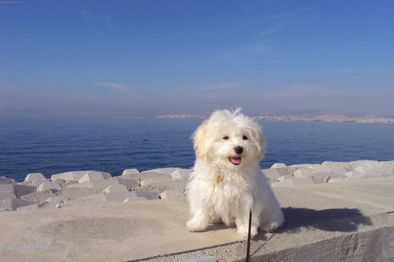 Foto: Ami-�iju v At�n�ch