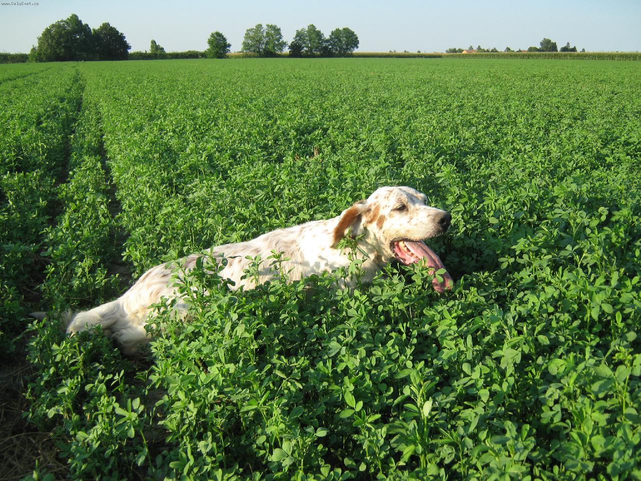 Foto: SETTER INGLESE DALL"ITALIA-FERMA SOLIDA SU" STARNE