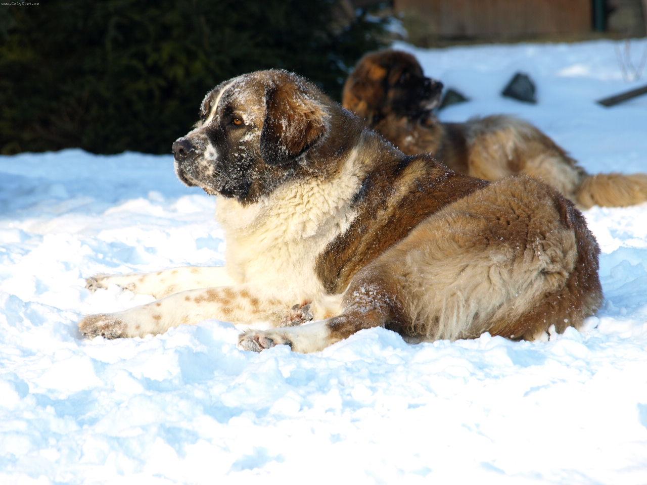 Foto: Moskevsk� str�n� pes