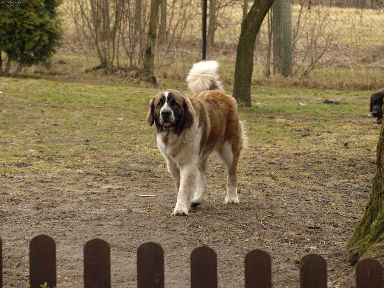 Foto: Moskevsk� str�n� pes