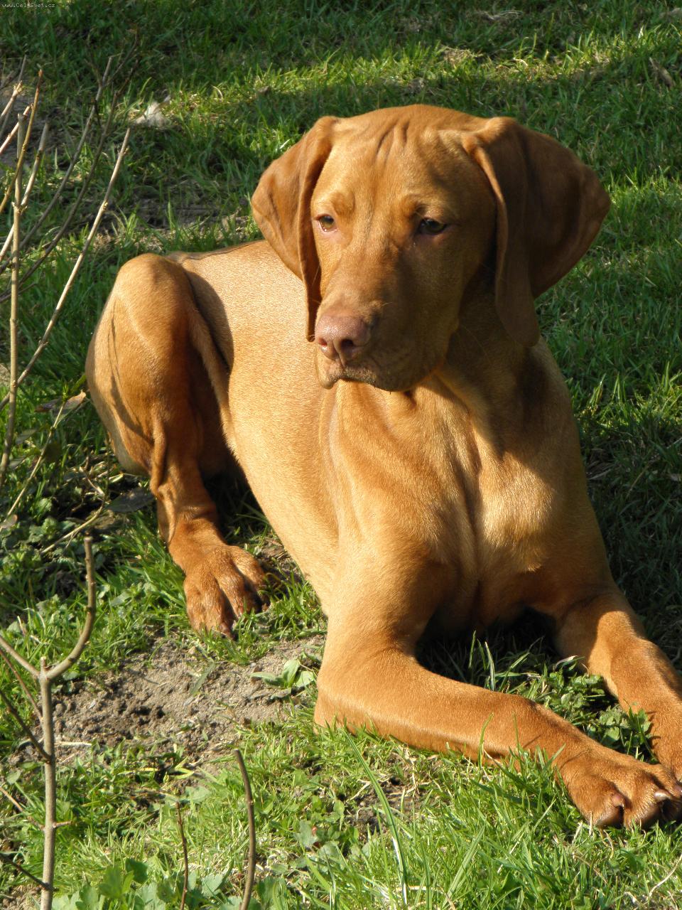 Foto: Argo z D���na (5 m�s�c�)